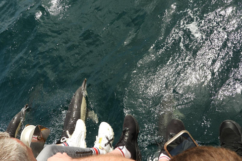 From Cádiz Bay: Gibraltar Dolphin Watching Tour
