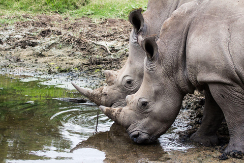 From JNB: Pilanesberg Safari incl. Lunch Full day