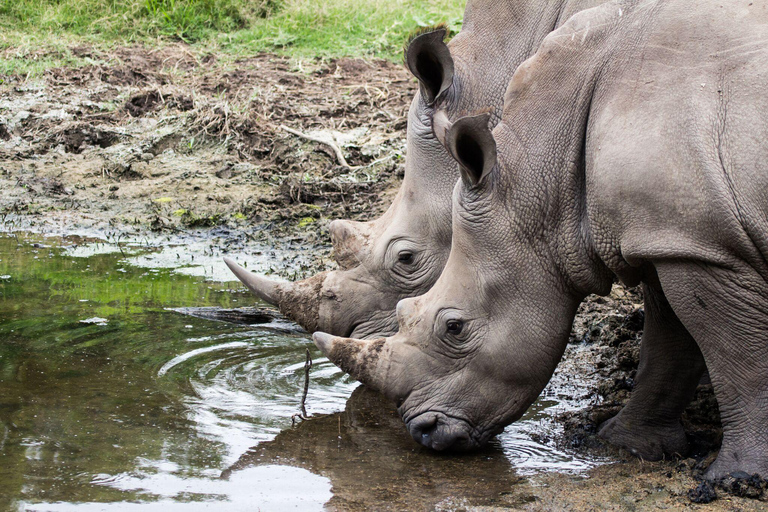 From JNB: Pilanesberg Safari incl. Lunch Full day