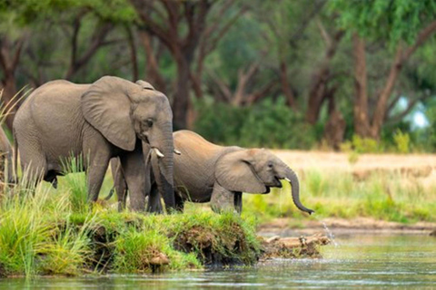 Zambezi River Safari with Lunch & Drinks