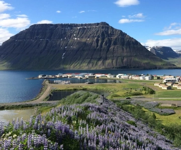 Ísafjörður: Excursión al pueblo de Flateyri: Cultura e Historia locales