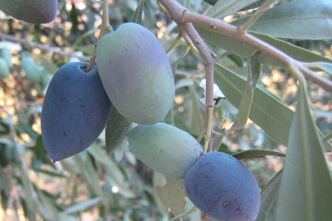 Varied 11-km hike around Koroni: nature, views, beaches