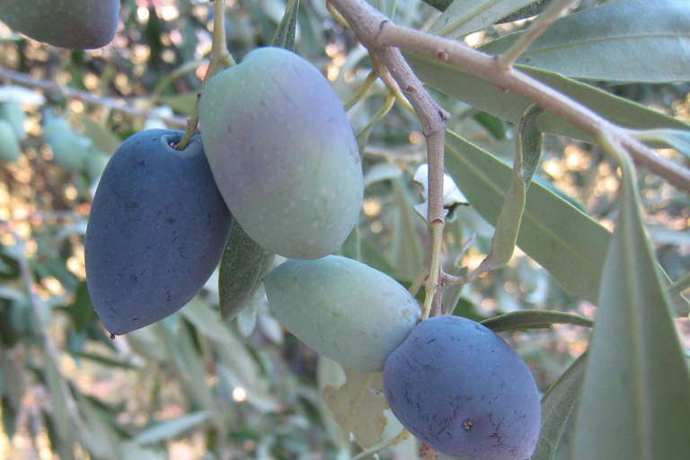 Varied 11-km hike around Koroni: nature, views, beaches