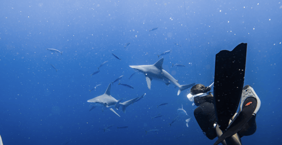 Marine Wildlife Snorkel Tour: SeaTiger Shipwreck & Sharks
