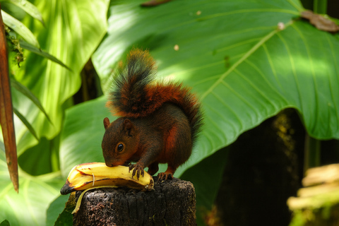 From Quito: 2-Day Mindo Cloud Forest Birdwatching Tour