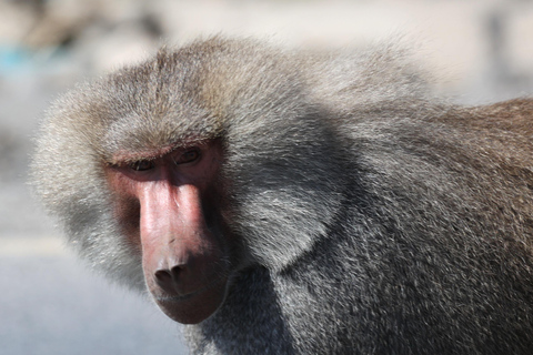 Addis Abeba: 2-tägige Wildtiersafari im Awash-Nationalpark
