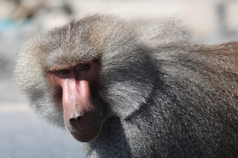 Addis Abeba: 2-tägige Wildtiersafari im Awash-Nationalpark