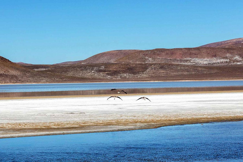 AREQUIPA||Escursione 1 GIORNO Laguna de Salinas+Sorgenti termali