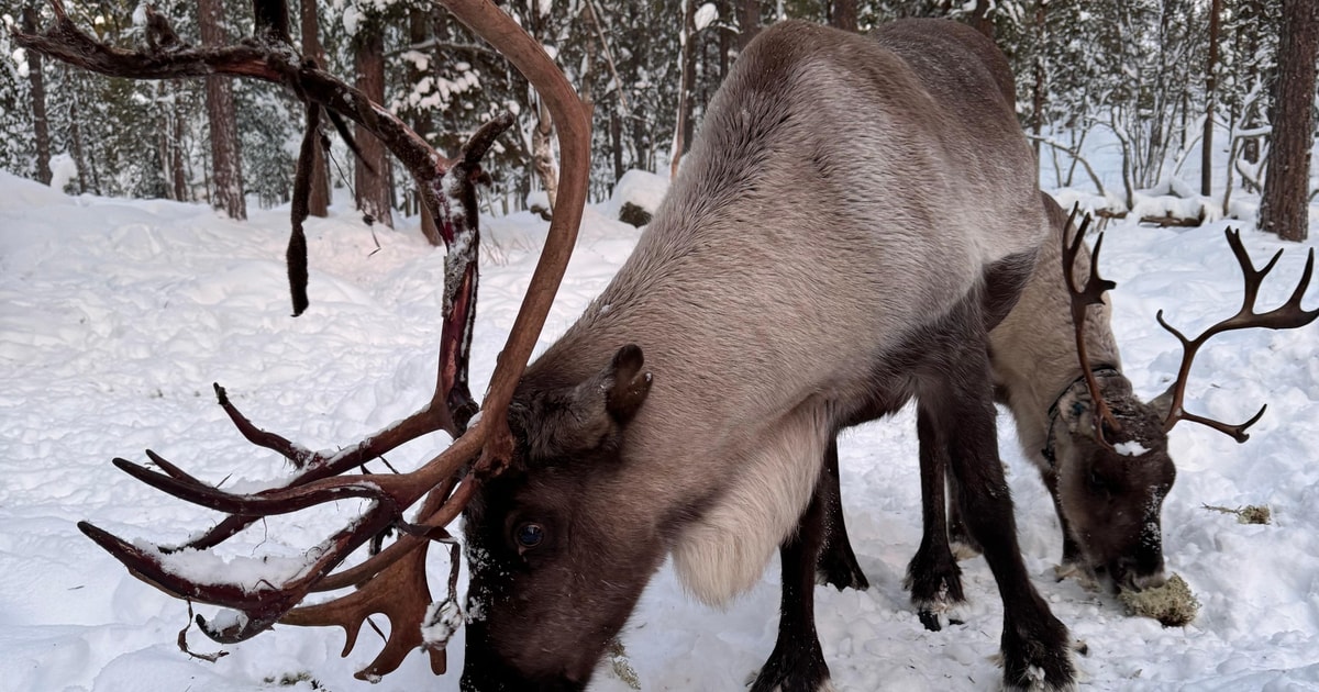 Reindeer feeding in Inari | GetYourGuide