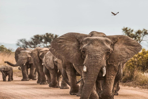 CAPE TOWN: PRYWATNE SAFARI W REZERWACIE GIER AQUILAZ Kapsztadu: Wycieczka w obie strony do Aquili z przejażdżką do gier