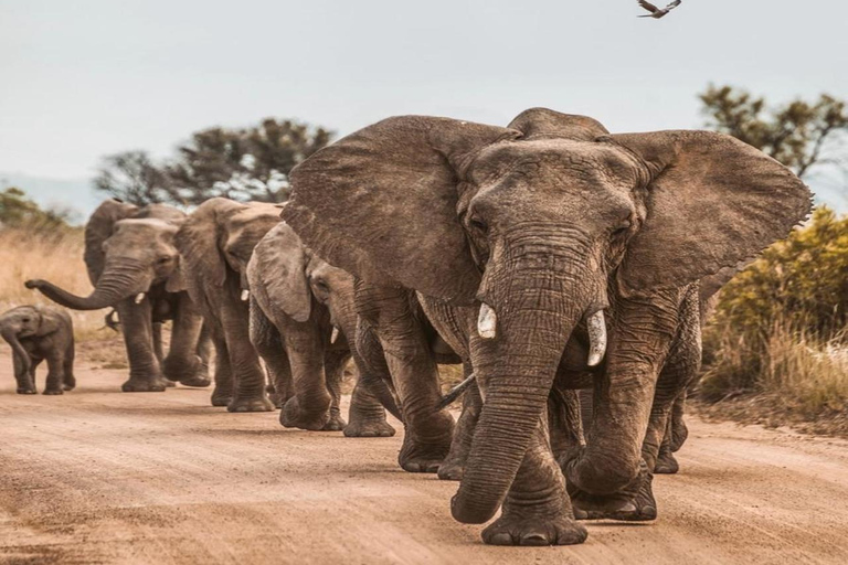 CAPE TOWN: PRYWATNE SAFARI W REZERWACIE GIER AQUILAZ Kapsztadu: Wycieczka w obie strony do Aquili z przejażdżką do gier