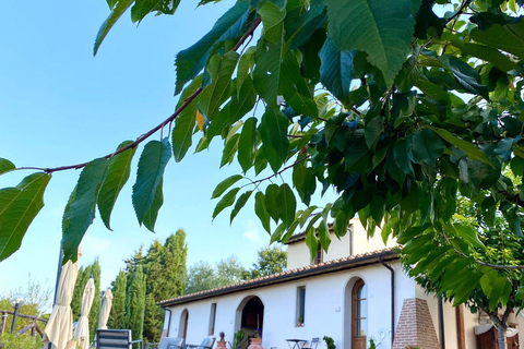 Peccioli: Wine tasting experience