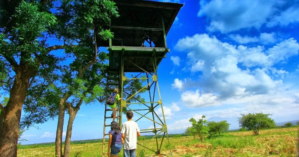 Von Banyuwangi aus: Baluran Wildlife Safari Sunset Tour | GetYourGuide
