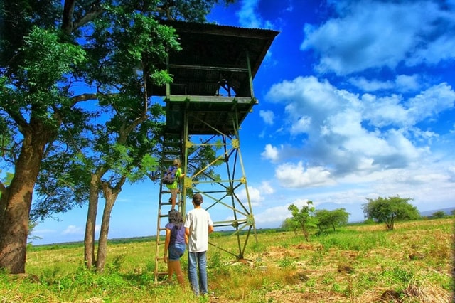 From Banyuwangi: Private Baluran Wildlife Safari at Sunset
