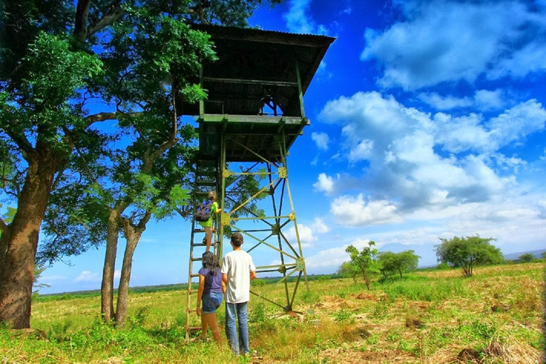 From Banyuwangi: Baluran Wildlife Safari Sunset Tour