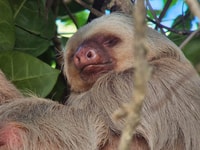 Manuel Antonio National Park, Wildlife-Watching Guided Hike - Housity