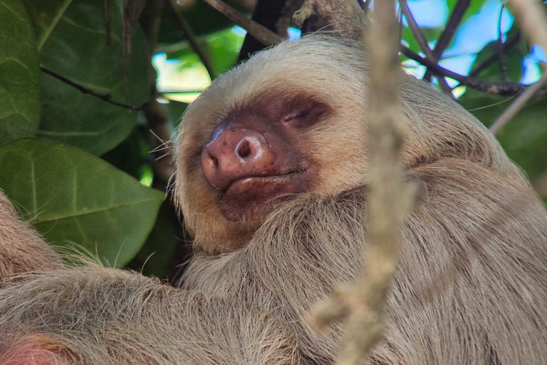 Manuel Antonio National Park: Wildlife-Watching Guided Hike