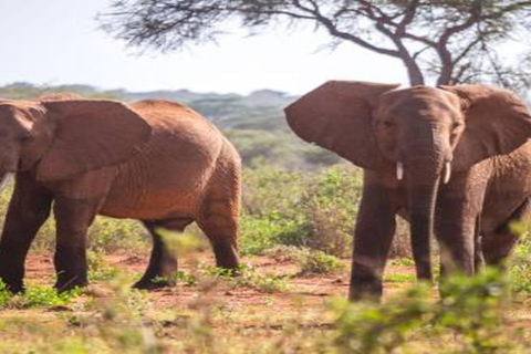 Kenya: 10-Day Private Safari with Accommodation