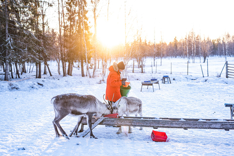 Rovaniemi: Besuch einer lokalen Rentierfarm mit 2 km Schlittenfahrt