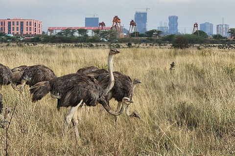 Nairobi National Park: Early Morning or afternoon adventure Early morning game drive in a Landcruiser JEEP