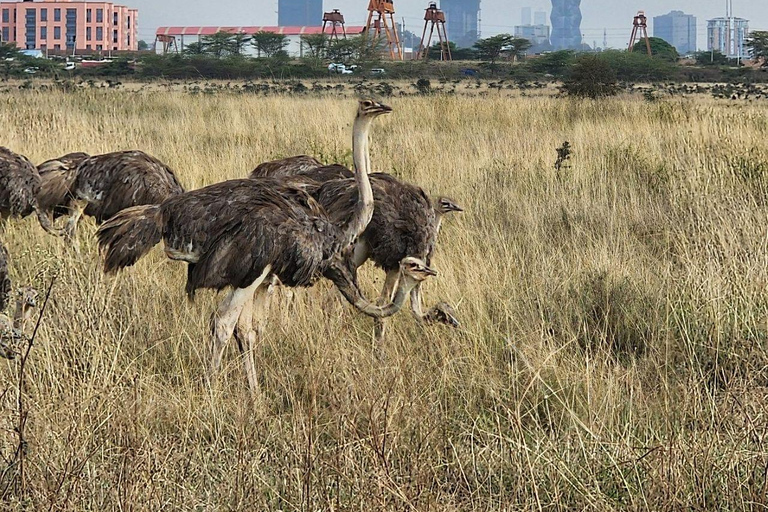 Nairobi National Park: Early Morning or afternoon adventure Early morning game drive in a Landcruiser JEEP