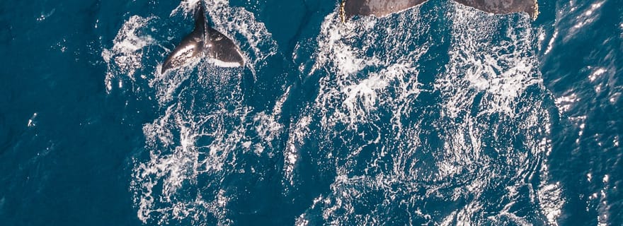 Journée d'observation des baleines à Hermanus