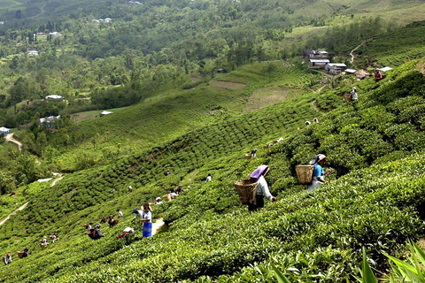 From Kathmandu: Ilam Tea Garden & Herb Discovery Tour
