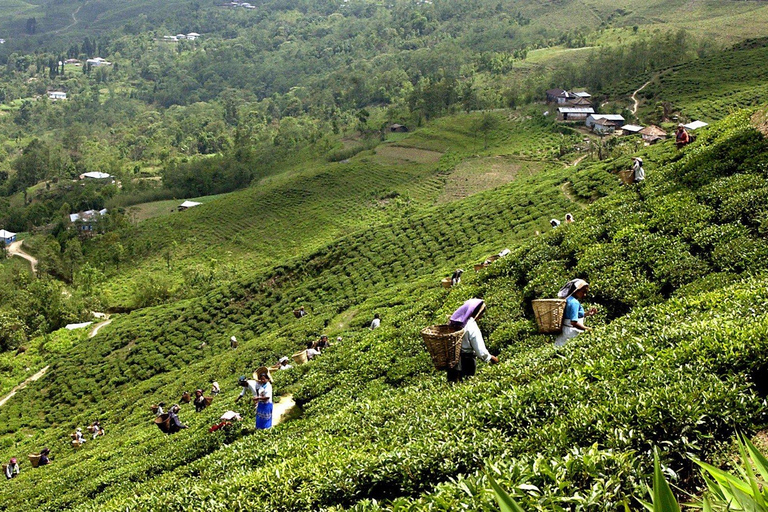 From Kathmandu: Ilam Tea Garden & Herb Discovery Tour