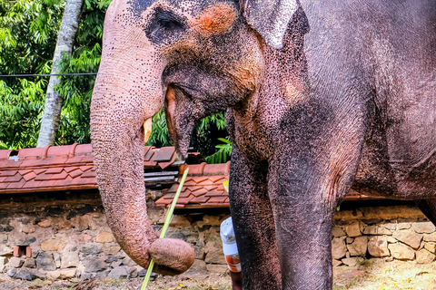 From Colombo or Kandy: Sigiriya Rock Fortress Day Tour