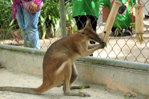 Kuala Lumpur: E-bilet do Zoo Negara z natychmiastowym wstępemNatychmiastowy e-bilet dla osób niebędących Malezyjczykami