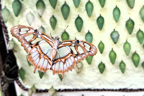 Boquete Butterfly House: Panama's Largest Butterfly Exhibit