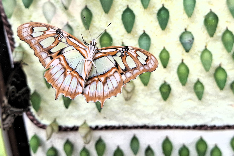 Boquete Butterfly House: Panama's Largest Butterfly Exhibit