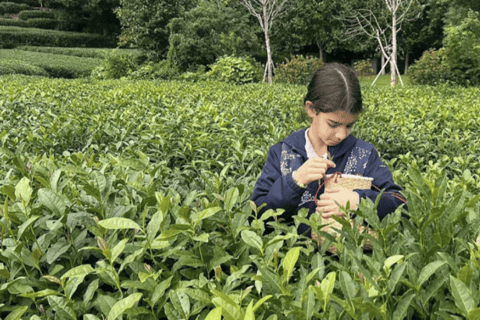 Hangzhou Day Trip from Shanghai: Tea Experience