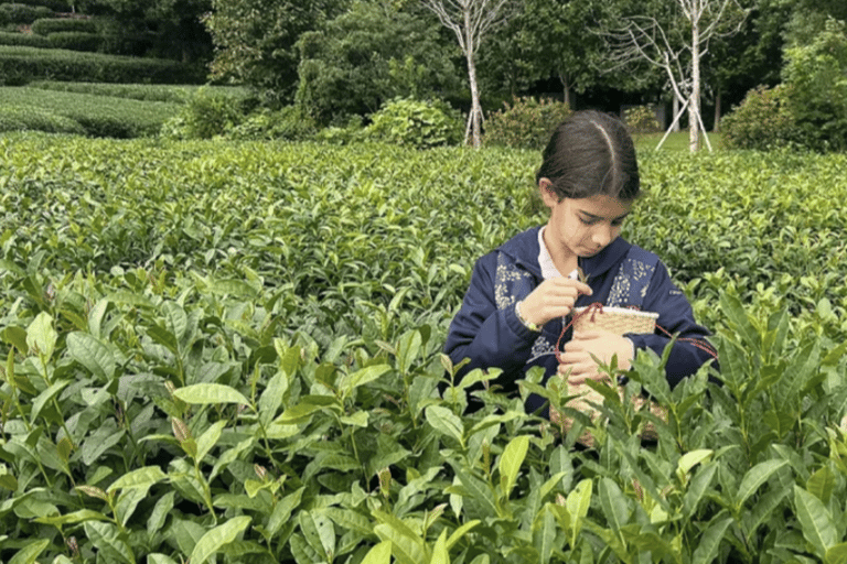 Hangzhou Day Trip from Shanghai: Tea Experience