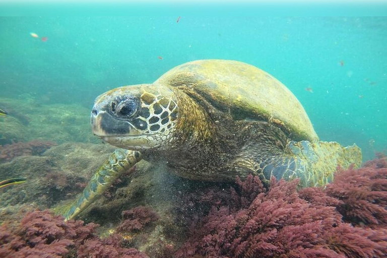 Isabela-Insel: Schnorcheln in den Cabo Rosa TunnelsIsabela-Insel: Schnorcheln in den Cabo Rosa-Tunneln