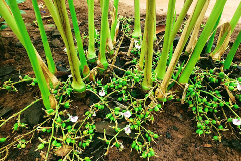 Zanzibar: Spice Farm, Stone Town or Jozani Forest with lunch Spice Farm Experience with lunch – (No Transport)
