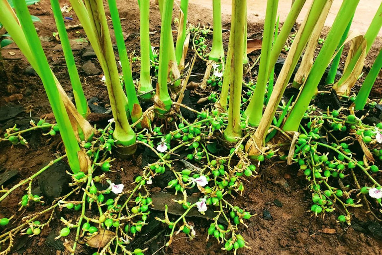 Zanzibar: Spice Farm, Stone Town or Jozani Forest with lunch Spice Farm Experience with lunch – (No Transport)
