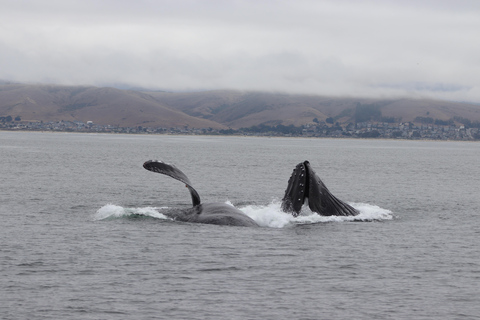 Morro Bay: Whale Watching with Lost Isle Adventures