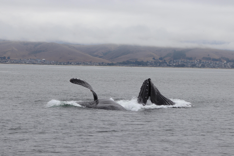 Morro Bay: Whale Watching with Lost Isle Adventures
