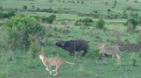 Nairobi National Park Ganz-/Halbtagestour & Guide + Pick/Drop - Hizvo