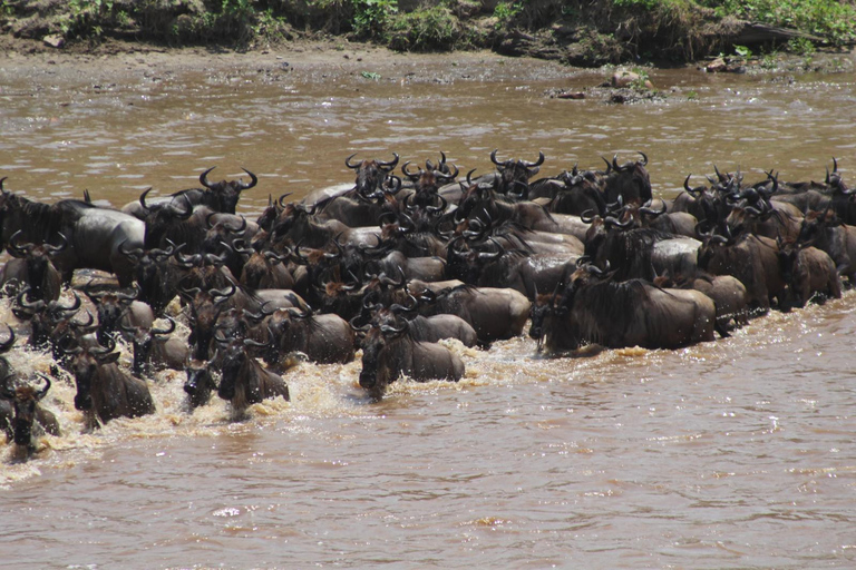 Safari épico: Serengeti, Mikumi, Ngorongoro y Selous