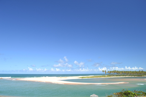 Salvador North Shore: Beach Hopping Tour to Praia do Forte