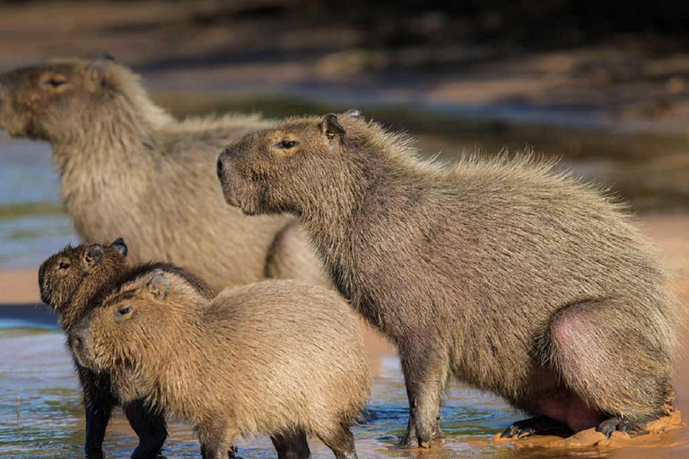 Tambopata: 2-Day Wildlife Tour With Jungle Lodge Stay