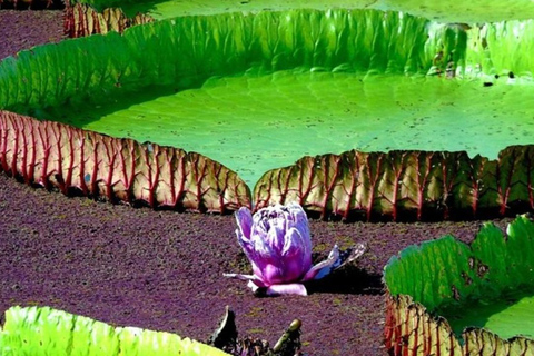 Jari Canal and Flavors of Vitória-Régia: Amazon River Experience