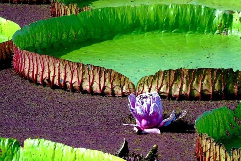 Jari Canal and Flavors of Vitória-Régia: Amazon River Experience