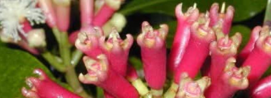 Île de Pemba : visite des plantations d'épices