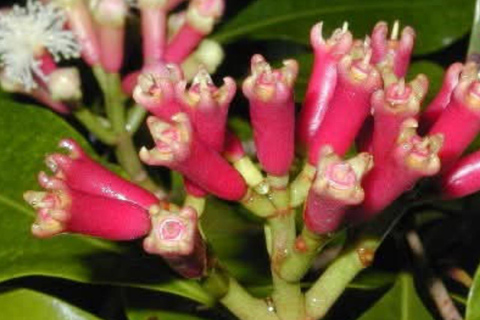 Pemba: wioska Tumbe, farma przypraw i wycieczka na wyspę Kojani