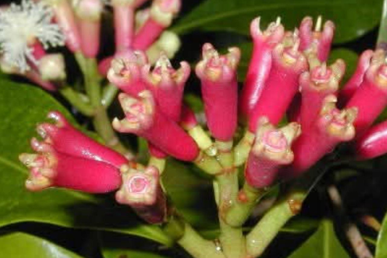 Pemba: wioska Tumbe, farma przypraw i wycieczka na wyspę Kojani