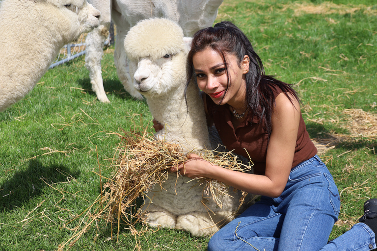 From Christchurch: Alpaca Farm Tour with Feeding and Guide