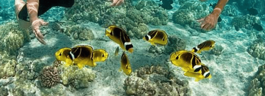 Zanzibar : nager avec les étoiles de mer et faire de la plongée avec tuba au Blue Lagoon